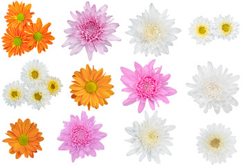Blurred for Background.Beautiful multi color chrysanthemums as background picture.flower on...