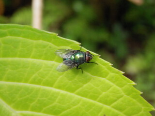 アジサイの葉に乗るハエの一種