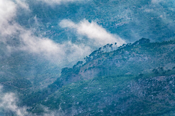 Thick green forest on a hillside in the evening fog. Trees in the fog.
