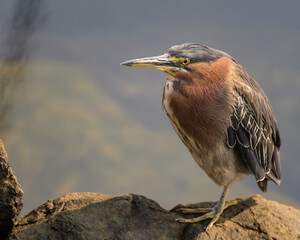 Green Heron
