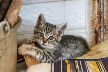 Closeup of a cute little domestic cat