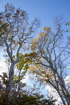 Skurrile Baumkronen im K&uuml;stenwald