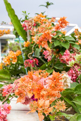 Obraz na płótnie Canvas Multi-colored Bougainvillea flowers, colorful flowers
