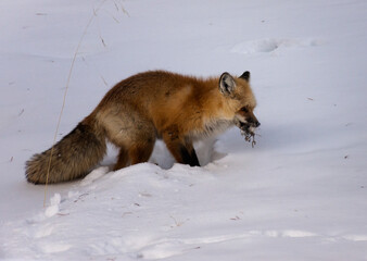 red fox in snow with catch