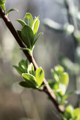 Closeup of birch bud leaves in spring in the forest.