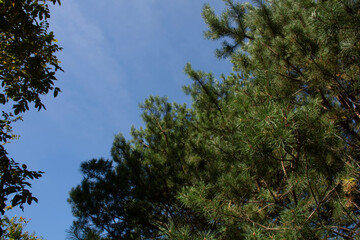Green pine branch against the blue sky