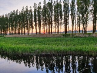 morning in the forest