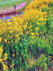 flowers in the mountains