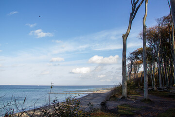 Der K&uuml;stenwald oder auch Gespensterwald genannt beim Ostseebad Nienhagen