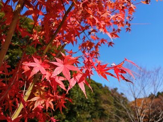 青空と紅葉
