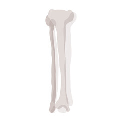 Human fibula and tibia bone; Hand drawn vector illustration like woodblock print