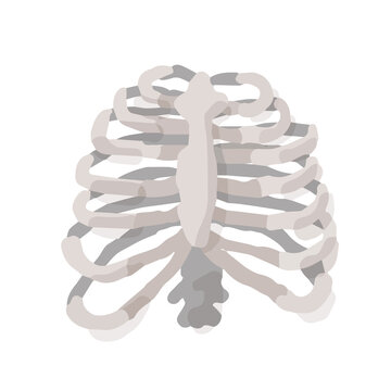 Human rib cage; Hand drawn vector illustration like woodblock print