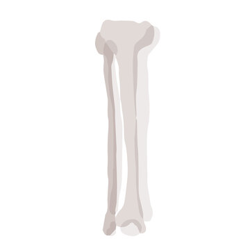 Human fibula and tibia bone; Hand drawn vector illustration like woodblock print