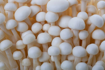 Harvest Edible Enokitake Mushroom Close Up
