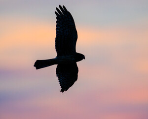 Northern Prairie silhouette 