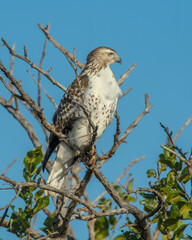 Red-tailed Hawk