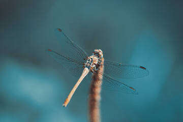 Beautiful dragonfly and blur bokeh background. Macro shot . Soft focus