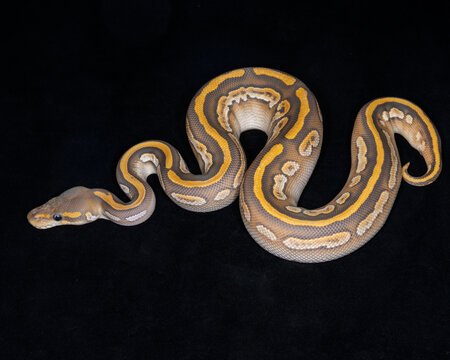 Pastel Mojave Huffman Ghost Ball Python