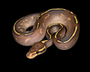 Mojave Freeway Ball Python