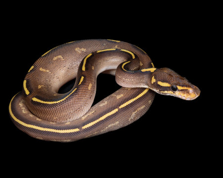 Mojave Freeway Ball Python