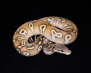 Blackhead Pastel Mojave Ghost Ball Python