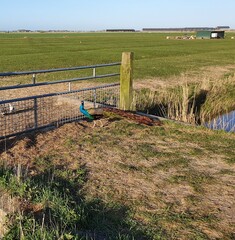 landscape with fence