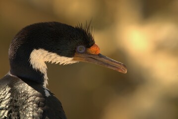 A Blue-eyed Shag is standing on a rock.