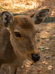 鹿の顔アップ