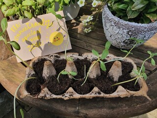 seedlings in a greenhouse