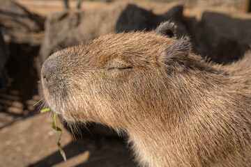 ごはん(草)を食べるカピバラ