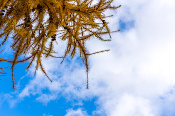 Orange branches of larch on a background of blue sky with white clouds in late autumn