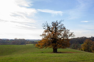 Die alte Eiche im Herbst