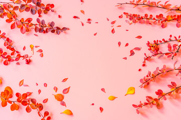 Indian red autumn leaves of barberry on a pink background. Autumn mood concept