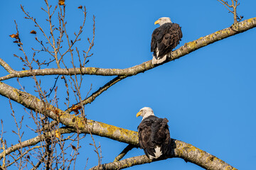 Bald Eagle (Haliaeetus leucocephalus) in Fraser Valley, British Columbia, Canada