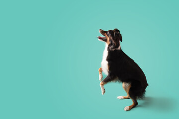 Happy Dog on Colored Background