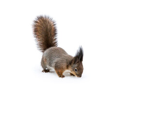 red squirrel standing on snow and searching for food