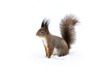 Naklejka na ściany i meble red fluffy squirrel sitting on white snow in wintertime