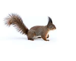 Naklejka na ściany i meble red squirrel standing on white snow in wintertime
