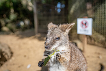 Fototapeta premium ワラビー(動物)