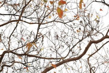 나뭇가지가 보이는 가을 풍경
