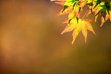 closeup  autumn leaves and brown background