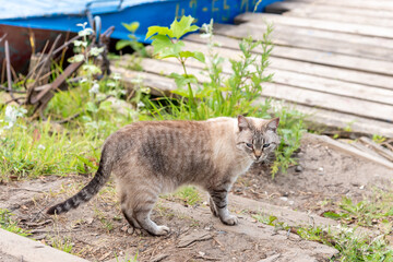 Obraz premium Cute grey haired cat stay in lush fresh grass against old weathered wooden fence in country house yard on sunny summer day close view.