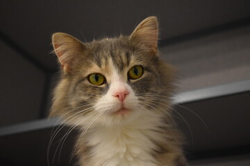 fluffy rescue cat