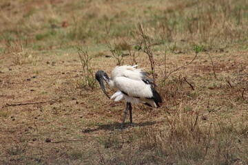 Photos taken in Rhino and Lion Nature Reserve, Krugersdorp.