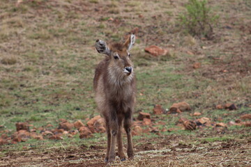 Naklejka na ściany i meble Photos taken in Rhino and Lion Nature Reserve, Krugersdorp.