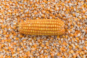 Fresh farm produce of organic corn cob or maize kernel lying on the beautiful background of its separated grains for drying, to remove the moisture content during harvesting season. - Stock Image.