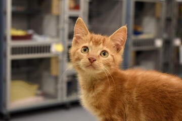 Orange shelter kitten with cages background