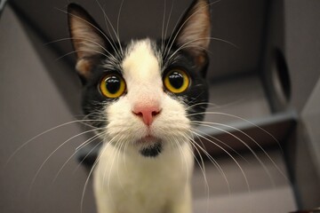 Black and white shelter kitten