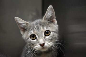 Grey shelter kitten