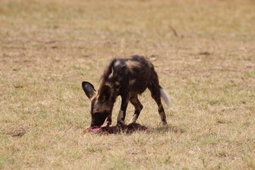 Photos taken in Rhino and Lion Nature Reserve, Krugersdorp.